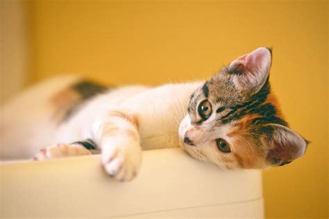 Cat Rescue & Adoption — CAT 77