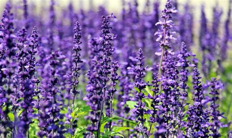 Dr. Lavender's Guide to Growing Lavender | Flower Magazine