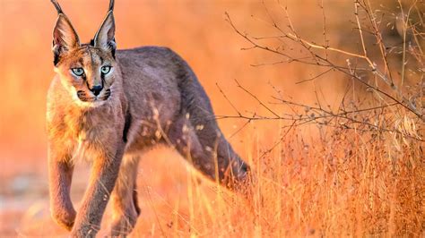 New 25 essential habitat animals META-WISHLIST | Page 113 | Frontier Forums