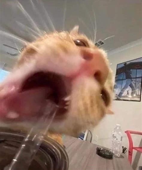 A Delightful Feline Array Of Twenty No Context Cats in 2022 | Funny ...