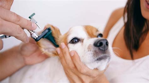 How to Treat Dog Ear Infection Without Vet at Home: Guide