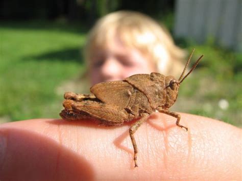 Knowing your backyard bugs, insects | News, Sports, Jobs - Observer Today