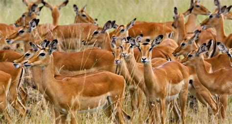 krdo goran miletic pescanik