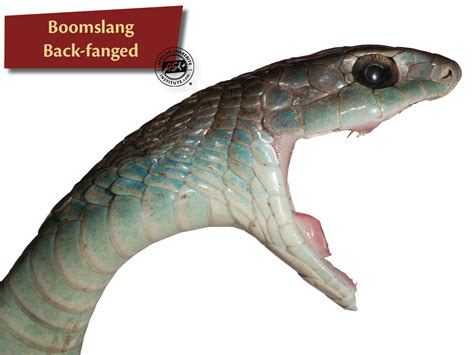 Cobra Teeth