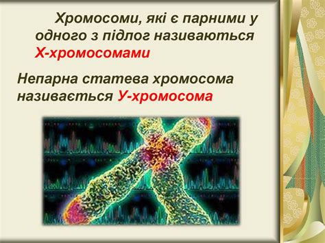 Генетика статі - презентация онлайн