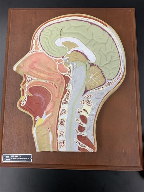 section  head pt  diagram quizlet