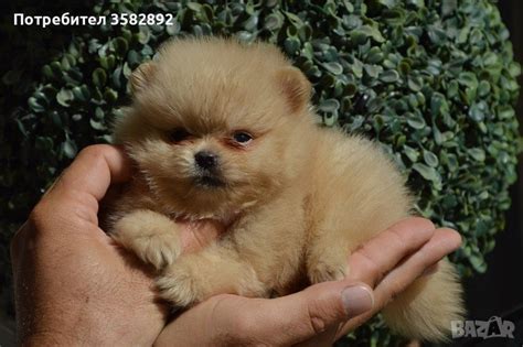 Померан мини в Померан в гр. Пловдив - ID41907653 — Bazar.bg