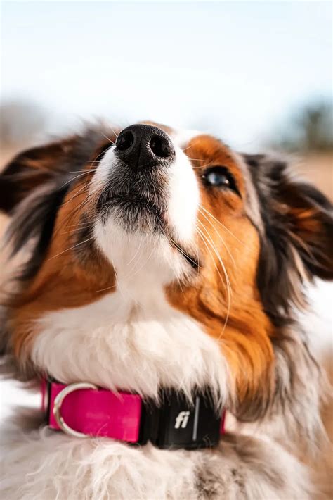 Comfort and Durability: Collars for Your Australian Shepherd