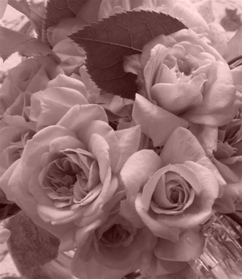 rose-bg3 – Sandy Miranda