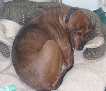 Redbone Coonhound pictures, information, training, grooming and puppies.