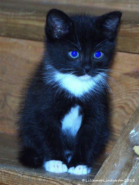 Novas blogg: Kattungar.