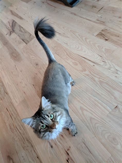 Dolly the half lion : r/aww