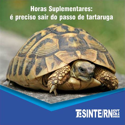SINTE/RN