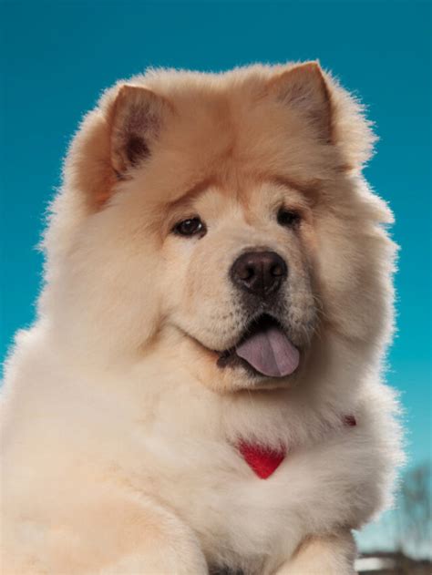 Chow Chow Husky 20 Things all Owners Should Know Story - Thedogsnobs