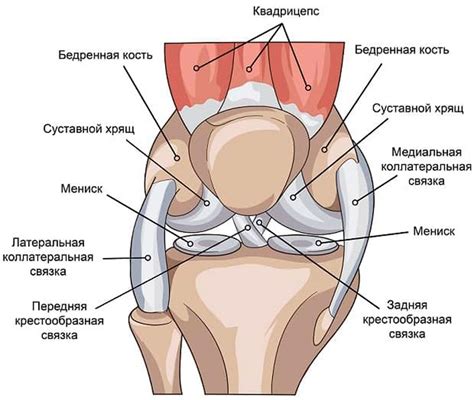 Травмы связок колена: как восстановить колено, виды повреждений