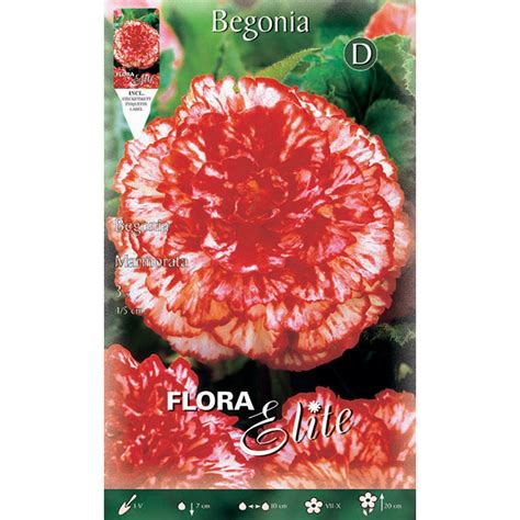 518003 Begonia - Μπιγκόνια Marmorata - Valentine E-shop