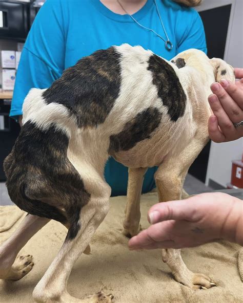 Animal Welfare Success Story - Bentley | CUDDLY