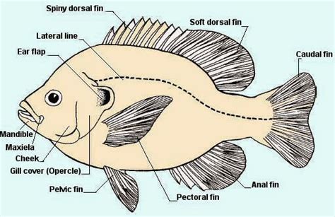 Sunfish Parts Diagram