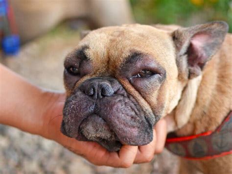 Cachorro Com O Rosto Inchado - Rosto inchado em cães: causas, sintomas e tratamento - Meus Animais