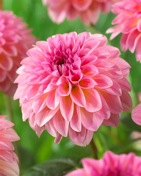 Dahlia 'Esli' tubers — Buy online at Farmer Gracy UK