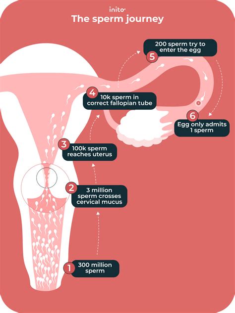 How Much Sperm Does it Take to Get Pregnant? - Inito