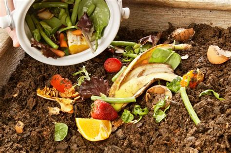 Study: For food-waste recycling, policy is key | MIT News | Massachusetts Institute of Technology