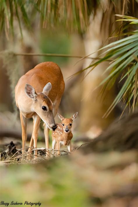 I Investigated The Bambi Doe Leak—Here's What I Found Image 20