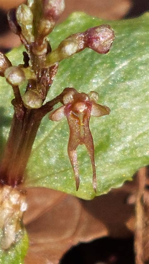 Southern Twayblade in April 2022 by woodsyone. one tiny flower opened ...