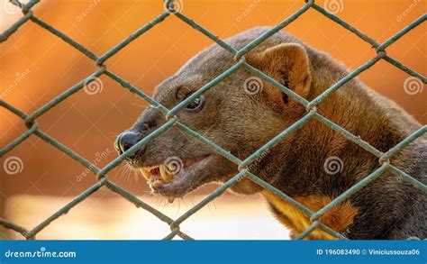 Tayra stockfoto. Bild von farbe, peru, tier, guatemala - 196083490