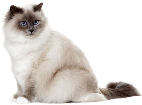 Birman, Бирман, Бирманская кошка