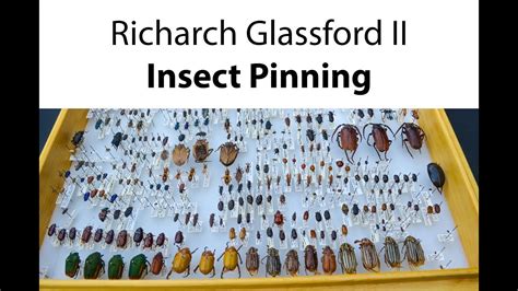 Insect Pinning the bug box - YouTube