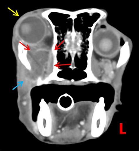 Retrobulbar abscess – When the eye protrudes – VetRad