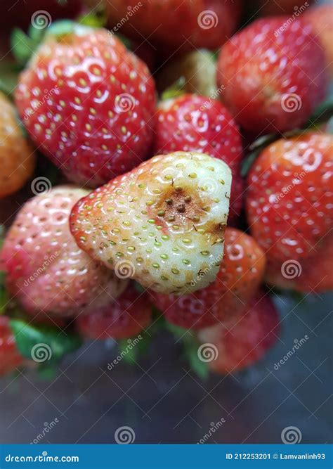 Soft Rot Disease Injured on Strawberry Fruit in Viet Nam. Stock Image