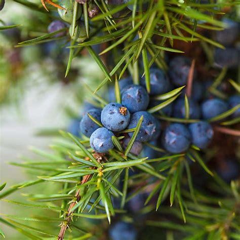 Juniper berry CHEFIN Australia