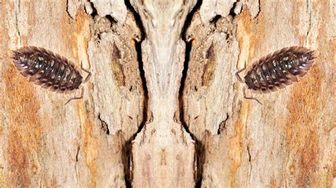 Pill Bugs | Pest Control Library | PestNow