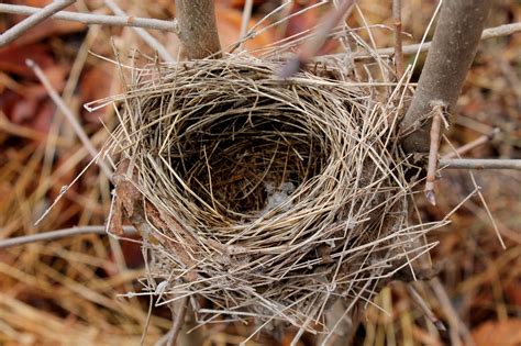 Different Nests Of Birds