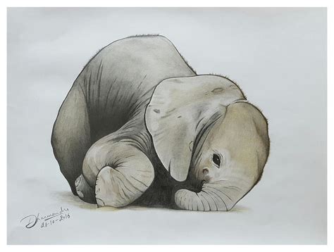 baby elephant drawing realistic tips  tricks vesites