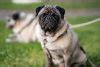 Cost of a Pug Puppy by US Region [2025] - iHeartDogs.com