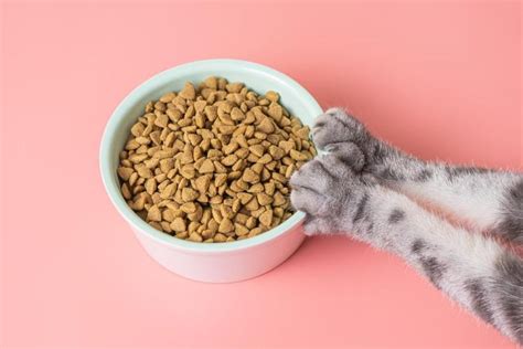pilihan merek makanan kucing  bagus  sehat
