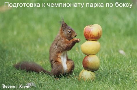 Картинки - фото приколы - открытки про белочек. Белки на фото приколах