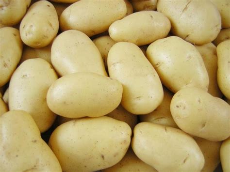 Голландские сорта картофеля: описание и фото