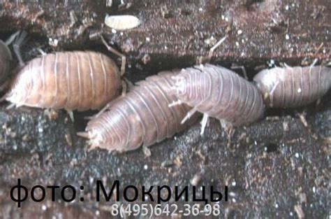Мокрица, мокрицы
