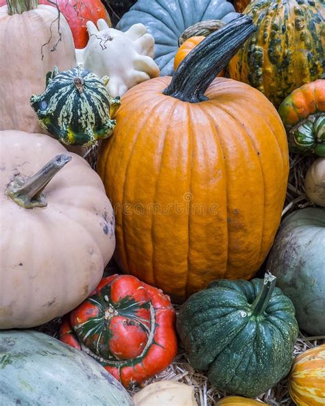 1,920 Heirloom Squash Stock Photos - Free & Royalty-Free Stock Photos ...
