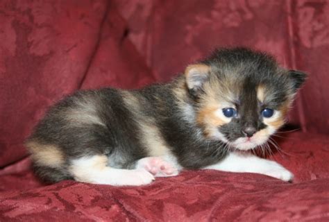 Manx Kittens