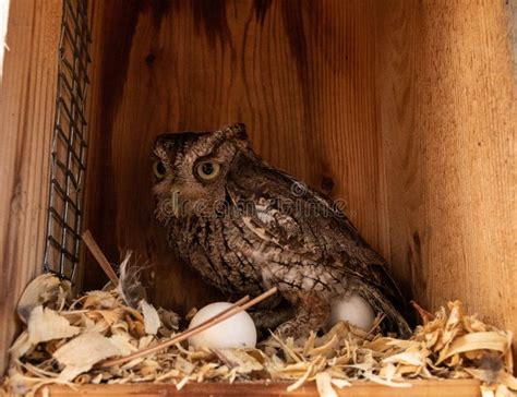 Nesting Female Eastern Screech Owl Megascops Asio with Eggs in a Nest ...