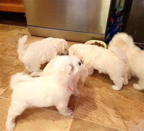 maltese puppies near me - smallpets4all.com