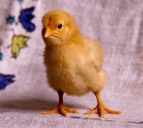 Chick Care | HenCam