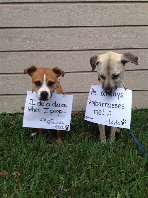 So embarrassing! - Dogshaming