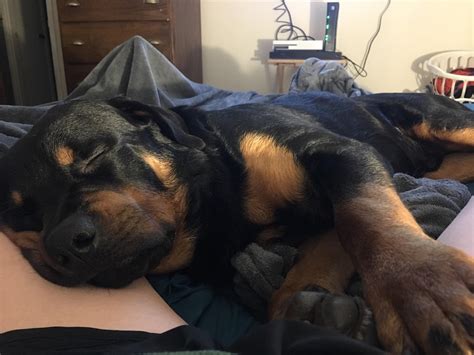 Sleepy baby dog : r/Rottweiler