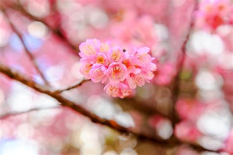 Premium Photo | Beautiful cherry blossom on blue sky background